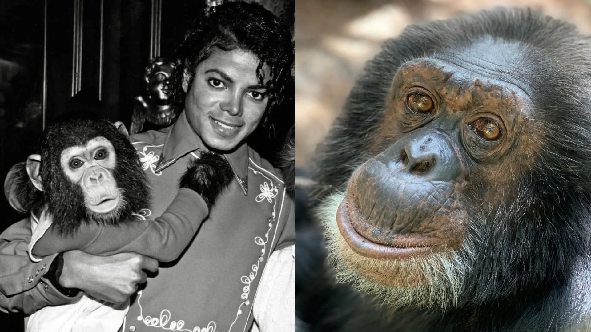 Homem com chimpanzé de pelúcia ao lado de um chimpanzé real, ambos sorrindo, destacando a conexão entre humanos e chimpanzés, símbolo de inteligência e semelhança genética.