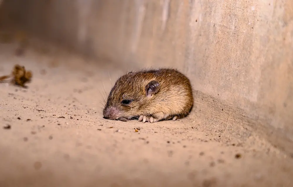 foto ilustrativa de rato infectado pelo hantavírus.