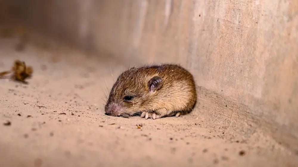 foto ilustrativa de rato infectado pelo hantavírus.