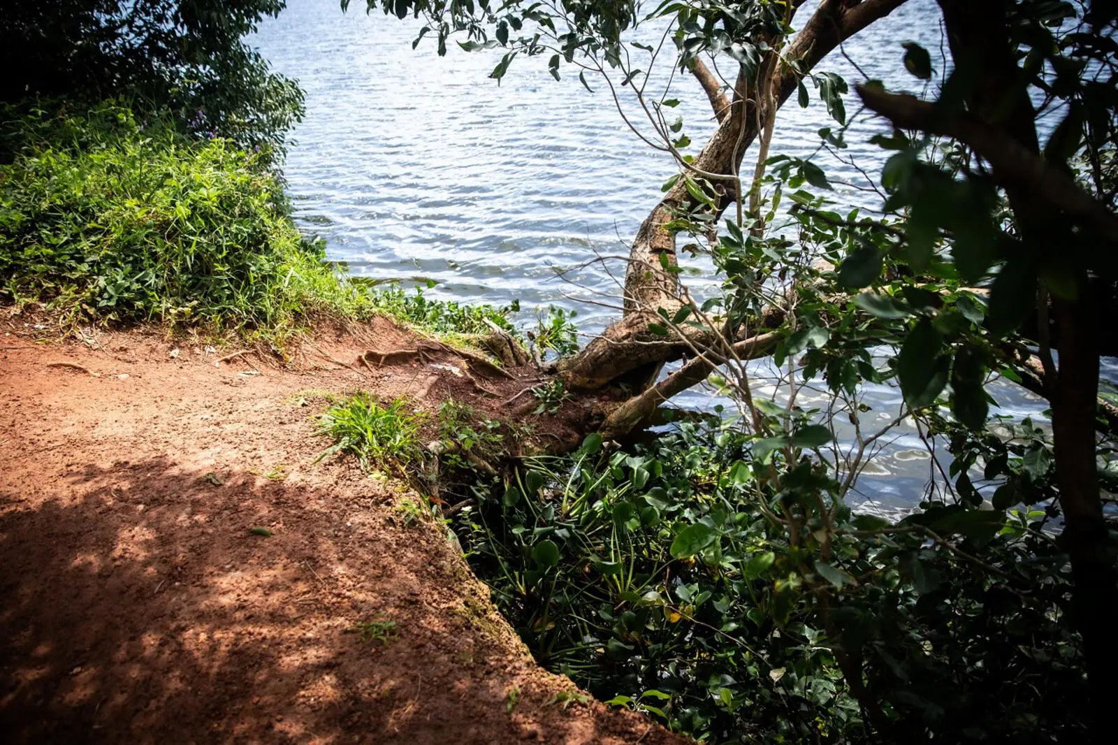 Margem do açude Jangurussu com solo de terra batida e vegetação aquática acumulada entre as raízes de uma árvore inclinada. A água parada junto à margem e às plantas cria um ambiente propício para a reprodução de insetos transmissores.