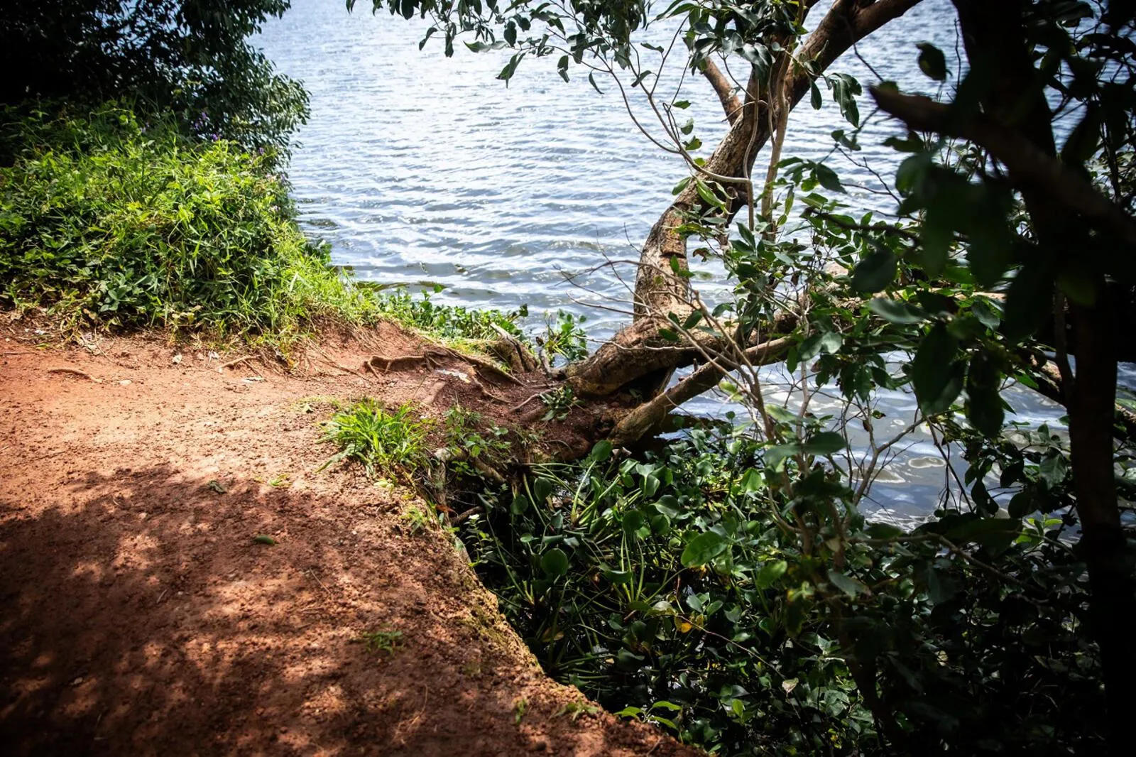 Trechos do açude apresentam erosão do solo evidenciada pela exposição de raízes de árvores.