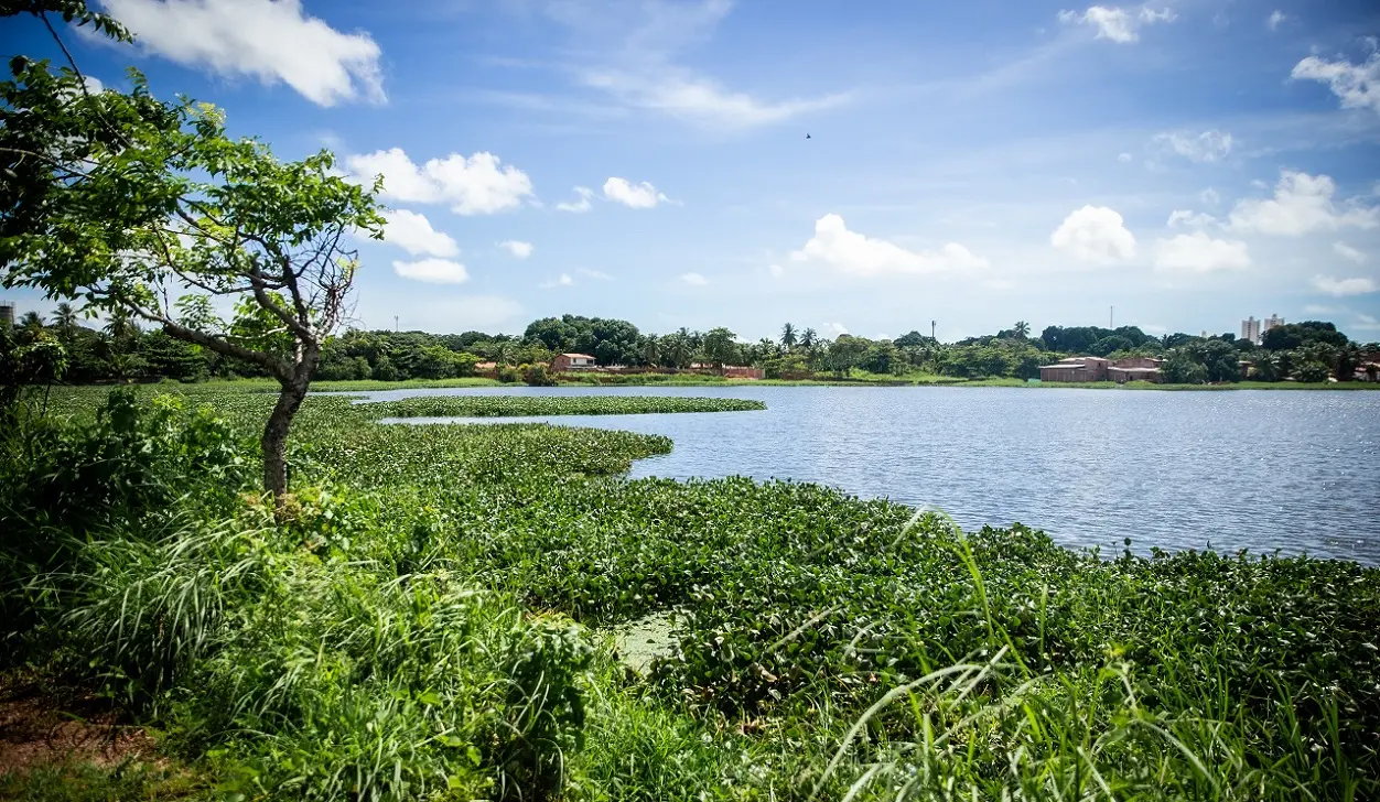 Vista aberta do açude Jangurussu, com muitos aguapés e vegetação nas margens. Ao fundo, há céu claro com nuvens e algumas casas.
