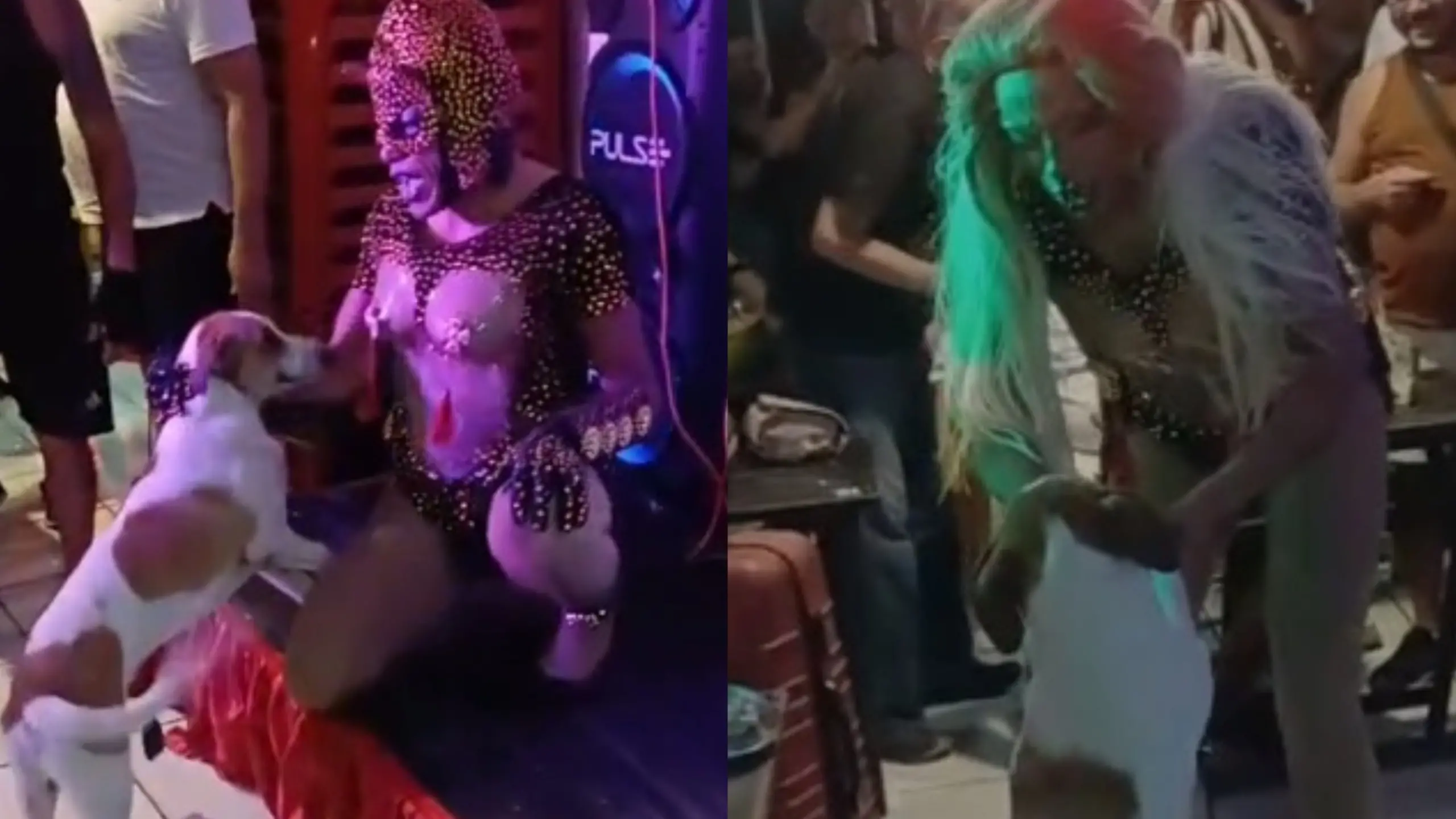 Imagem da notícia: Cachorro caramelo ‘invade’ show de drag e 'performa' com ela no Centro de Fortaleza