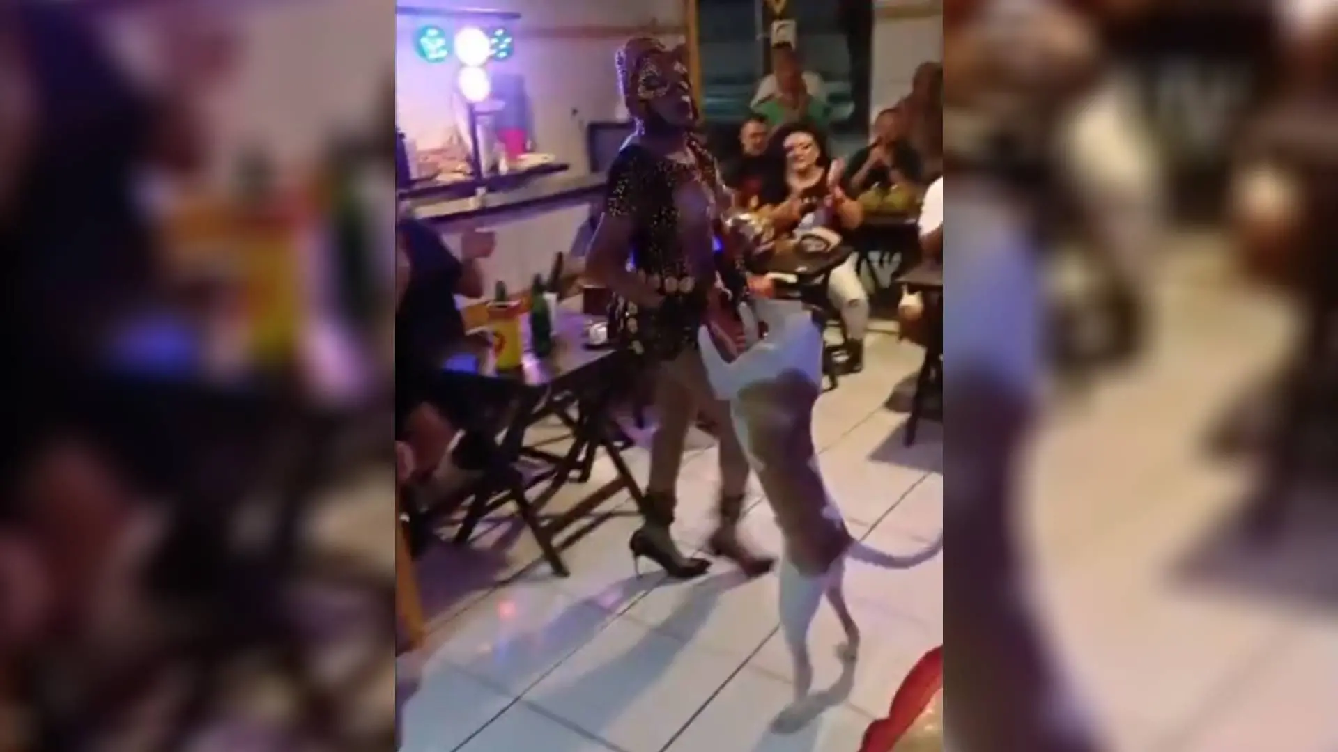 Imagem da notícia Cachorro caramelo ‘invade’ show de drag e 'performa' com ela no Centro de Fortaleza