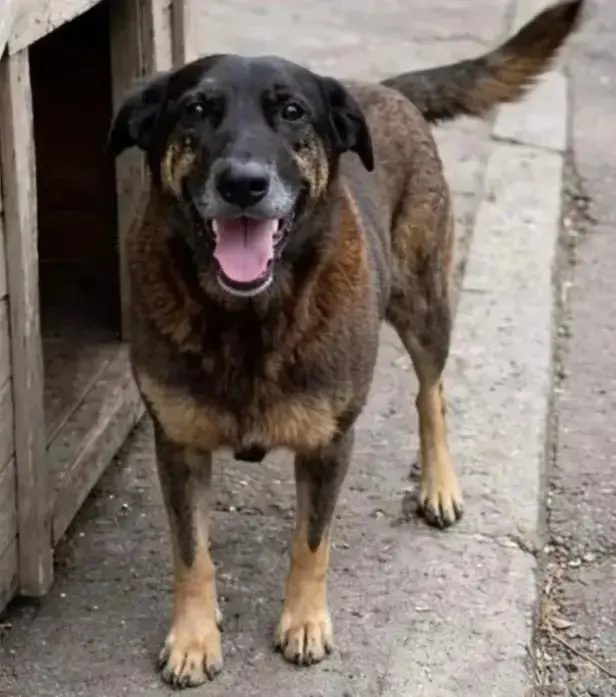 Cão Orelha com a boca aberta e o olhar direcionado para a câmera. Ele era um cachorro caramelo com cor mesclada.