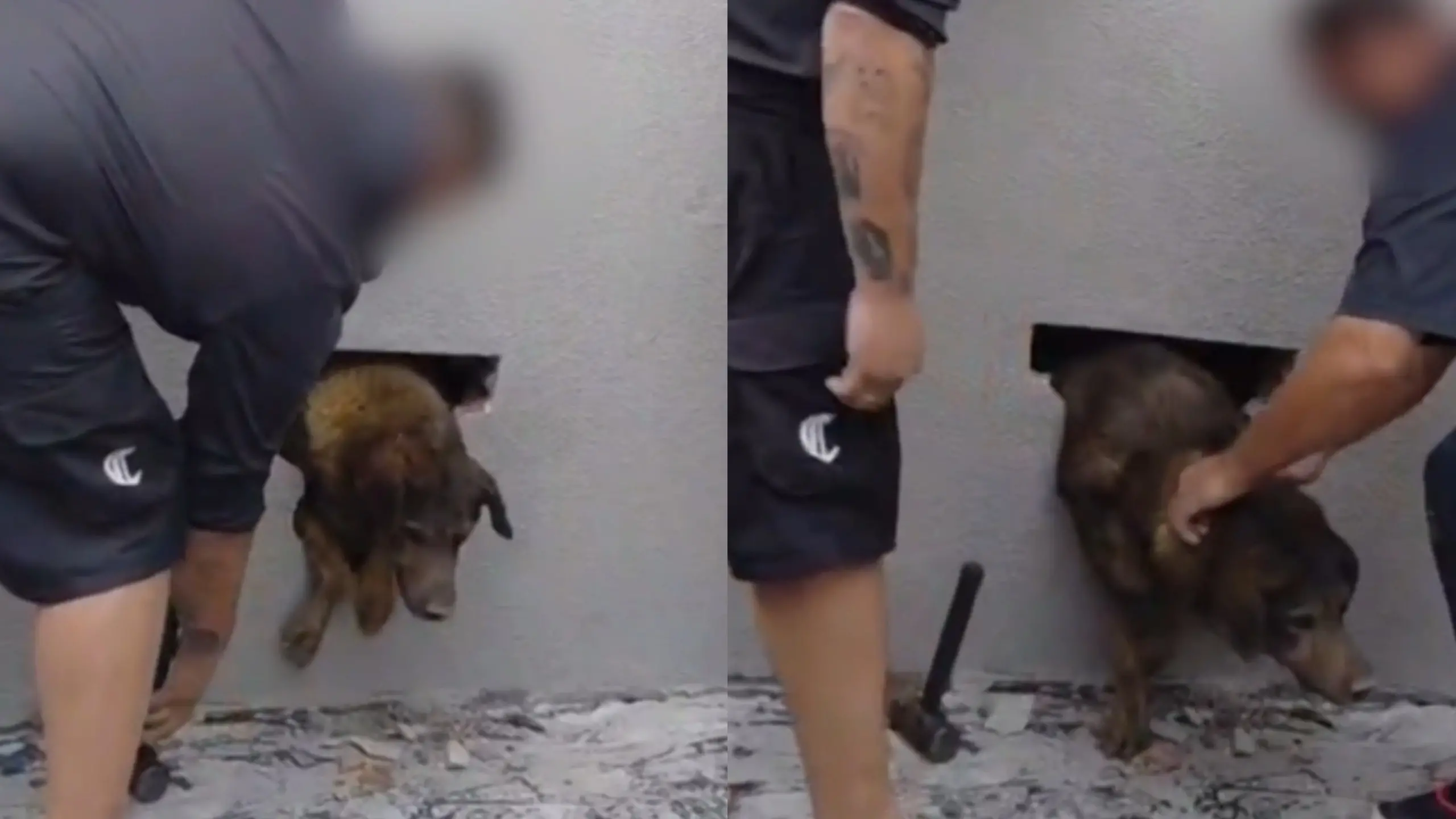 Montagem com duas imagens mostra o resgate de uma cachorrinha de pelagem escura que estava presa dentro de uma parede cinza. Na primeira foto, um homem usa ferramentas no chão para abrir um buraco de onde o animal espreita a cabeça e as patas dianteiras; na segunda, o buraco está maior e a cachorrinha é ajudada a sair por completo.