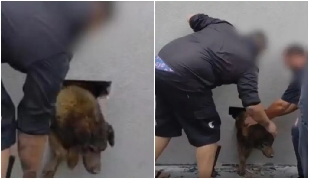 Montagem com duas imagens mostra o resgate de uma cachorrinha de pelagem escura que estava presa dentro de uma parede cinza. Na primeira foto, um homem usa ferramentas no chão para abrir um buraco de onde o animal espreita a cabeça e as patas dianteiras; na segunda, o buraco está maior e a cachorrinha é ajudada a sair por completo.