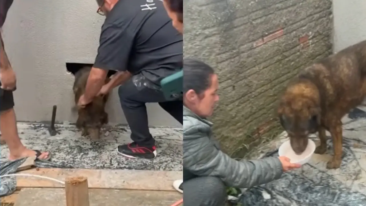Cachorra comunitária foi resgatada após cerca de dez dias desaparecida, em Guarapuava. Polícia investiga se houve crime.