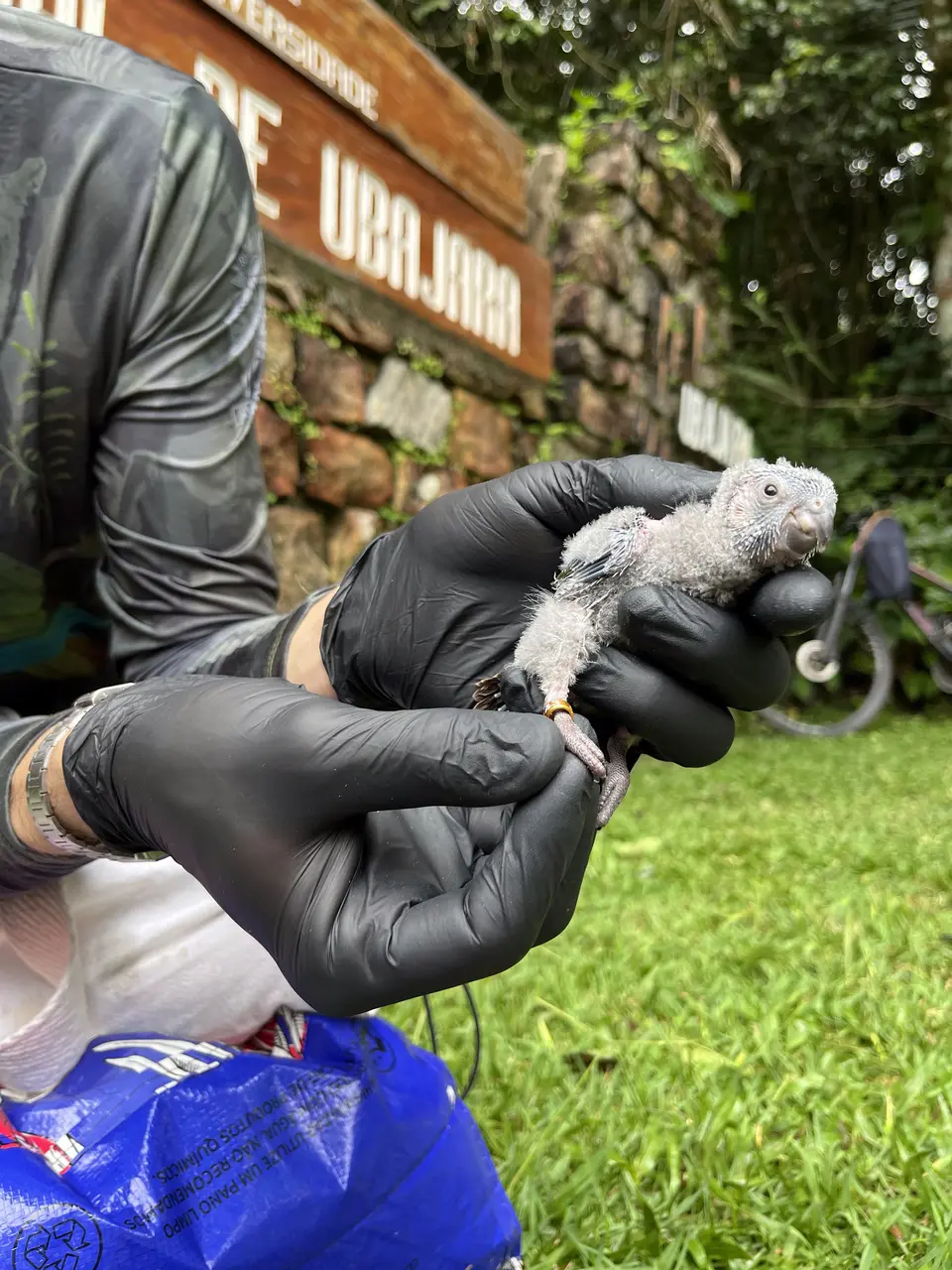 Um pequeno filhote de periquito-cara-suja, coberto por uma penugem cinza e com uma pequena anilha amarela na pata, é segurado com cuidado por mãos usando luvas pretas de proteção. Ao fundo, uma parede de pedras exibe parcialmente uma placa de madeira onde se lê 'Ubajara', contextualizando o monitoramento da espécie em seu habitat natural.