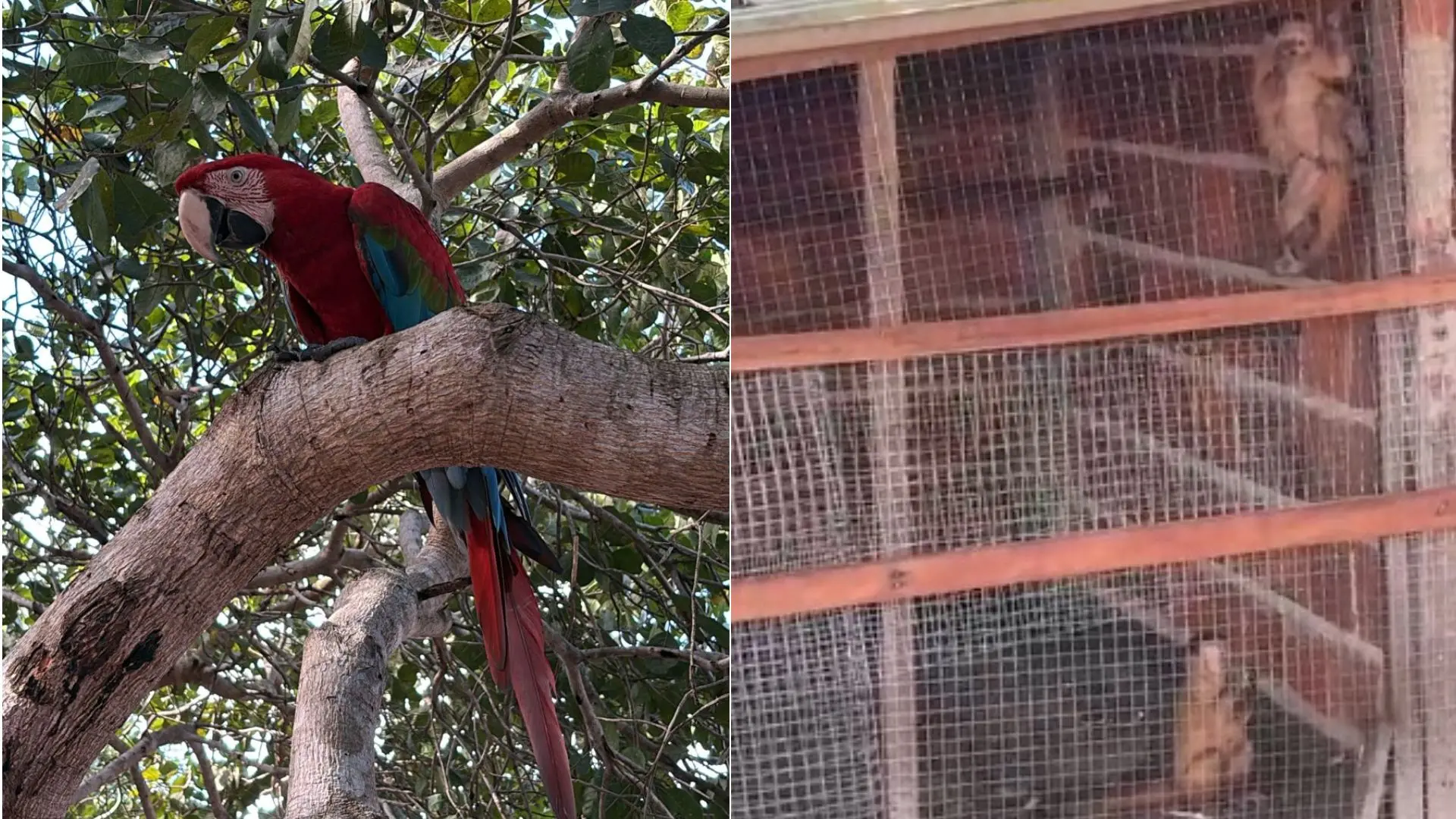 foto de macacos-pregos e arara-vermelha presos em cativeiro em Chorozinho.
