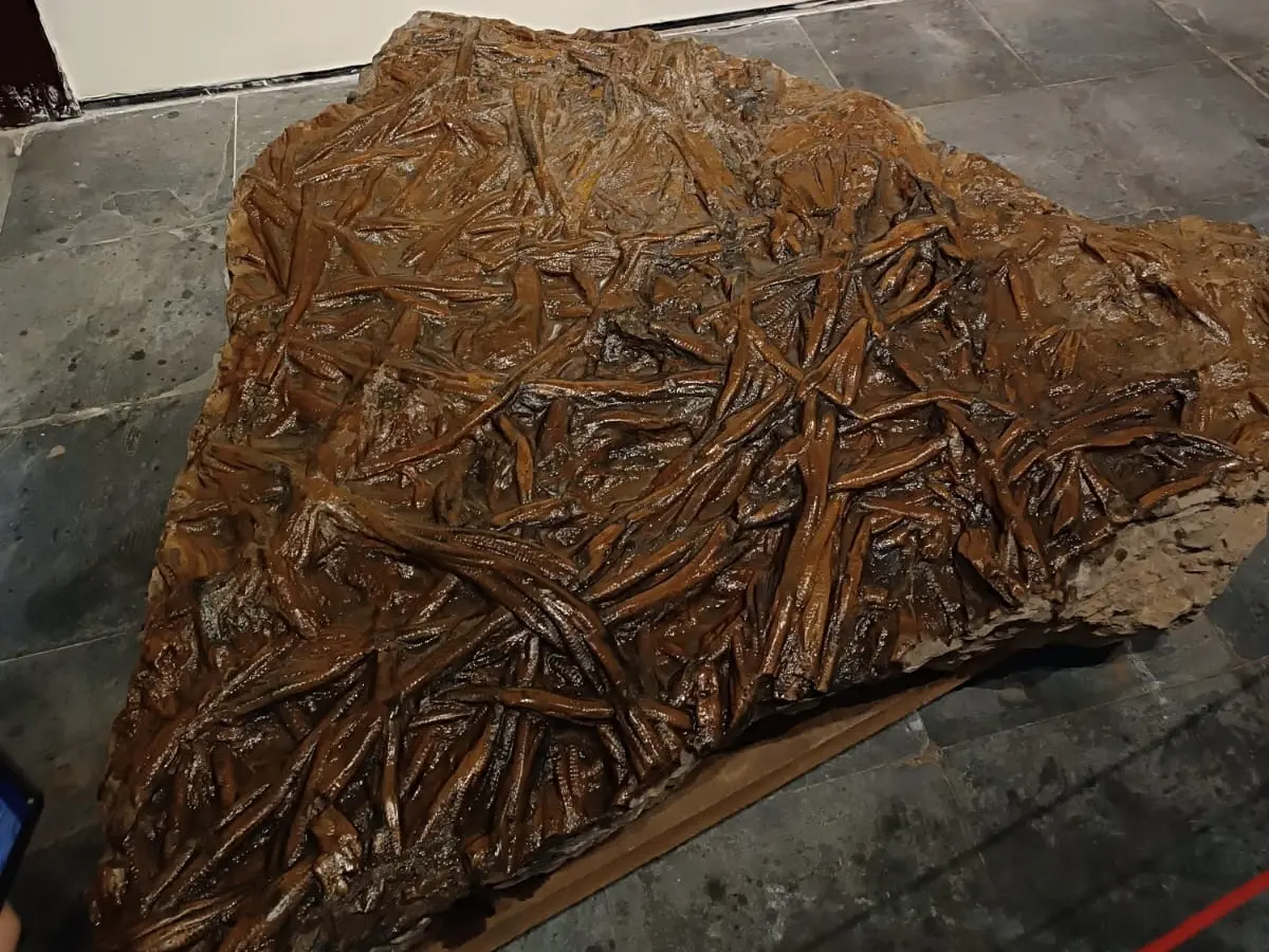 Fotografia em plano geral mostrando uma grande placa de rocha fóssil em formato irregular, apoiada sobre um piso cinza. A superfície da rocha é marrom-escura e brilhante, totalmente coberta por um emaranhado denso de marcas e estruturas tubulares alongadas e entrelaçadas, que lembram caules petrificados.