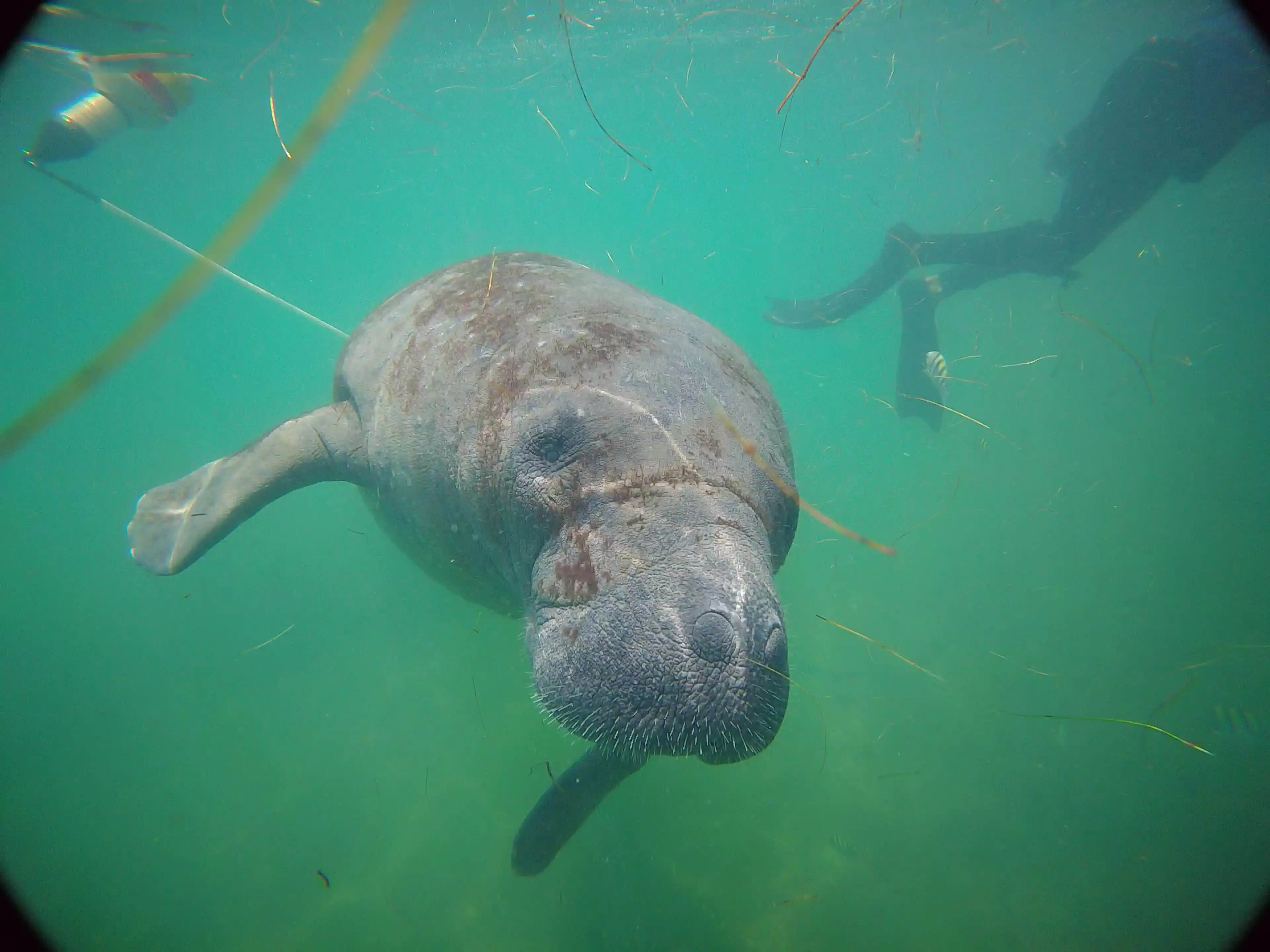 Imagem da notícia Peixe-boi Jací é solto no litoral do Ceará e viaja 200 km rumo à Praia do Pecém