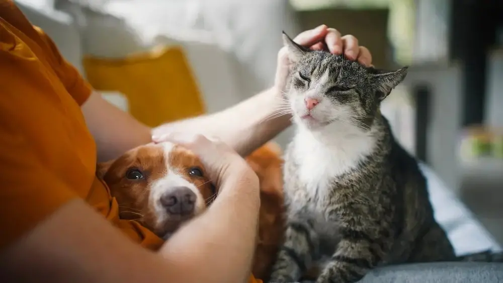 Imagem mostra cachorro e gato sendo acariciados por uma pessoa.