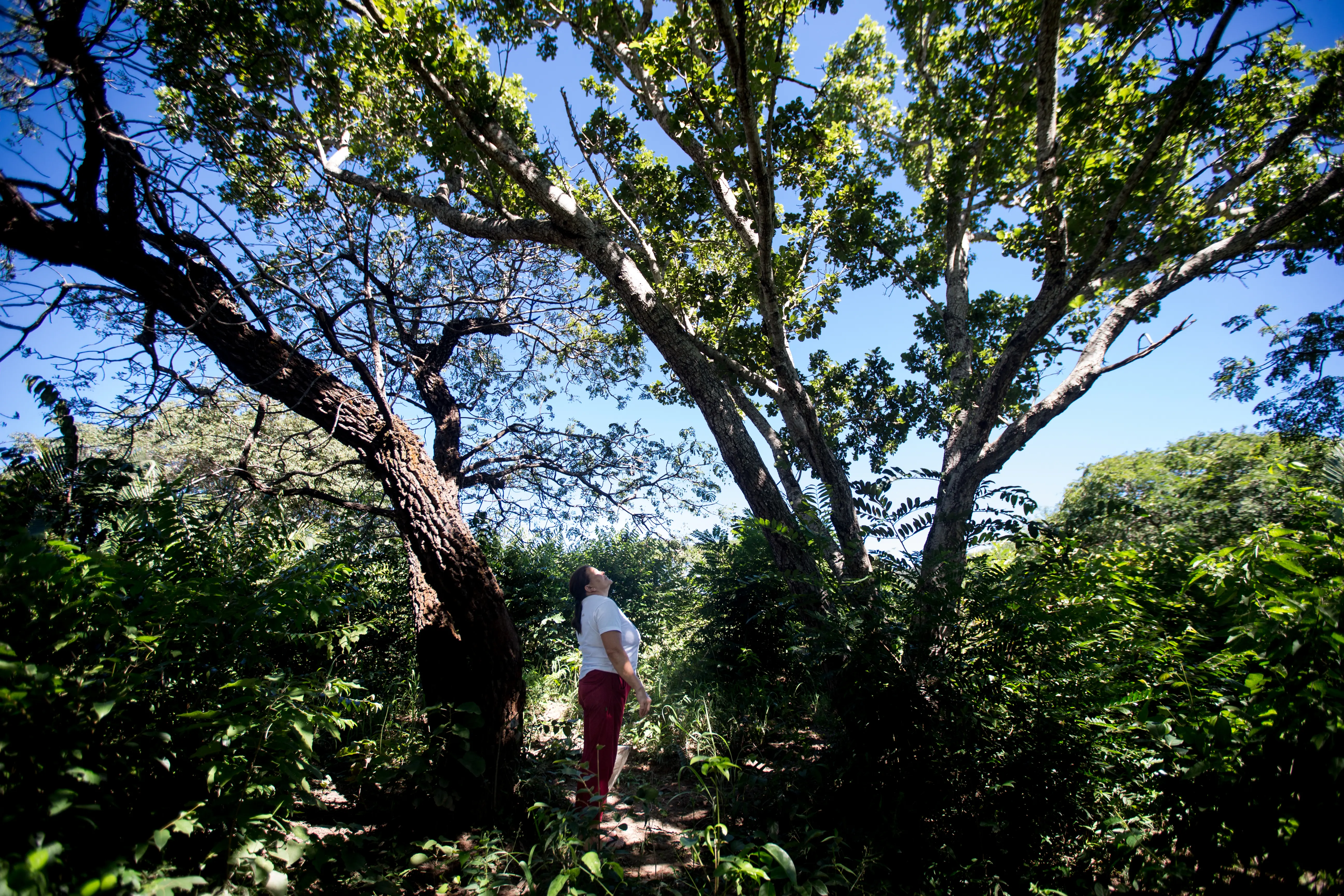 Na imagem, fotografia em plano aberto e de ângulo baixo de uma mulher (Dona Celi) vista de perfil no centro de uma floresta densa. Ela veste camiseta branca e calça comprida avermelhada, e está olhando para cima, em direção à copa de grandes árvores com troncos grossos e texturizados que cercam o espaço. A vegetação rasteira e os arbustos verdes cobrem o solo ao seu redor. Acima, as folhas verdes e os galhos das árvores se espalham contra um céu azul limpo e iluminado pelo sol.