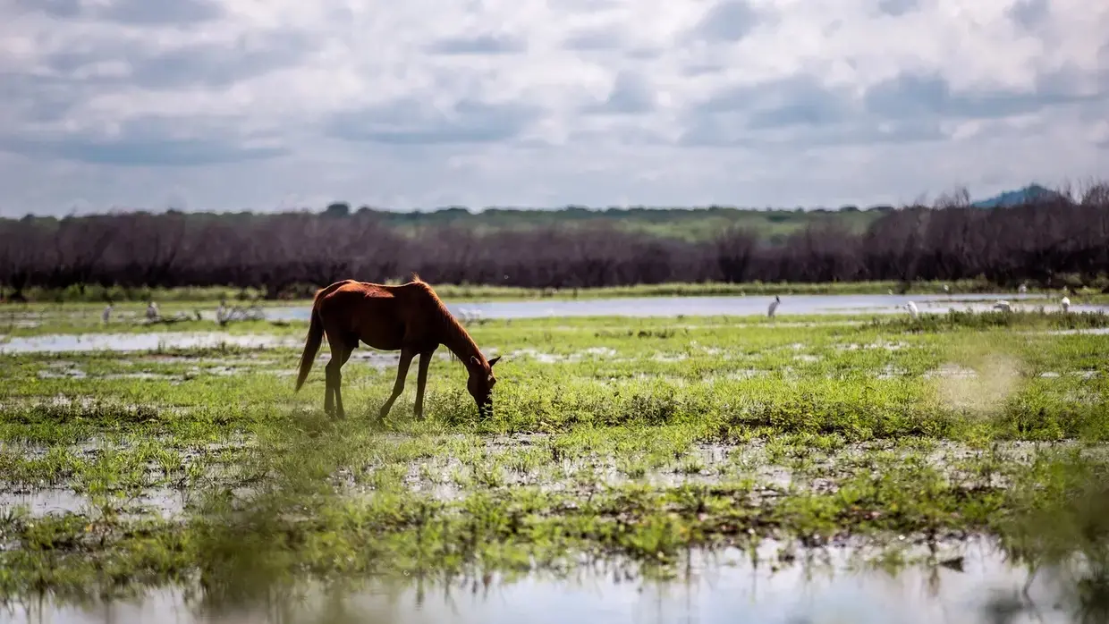 Cavalo magro bebe água em vegetação no sertão cearense.