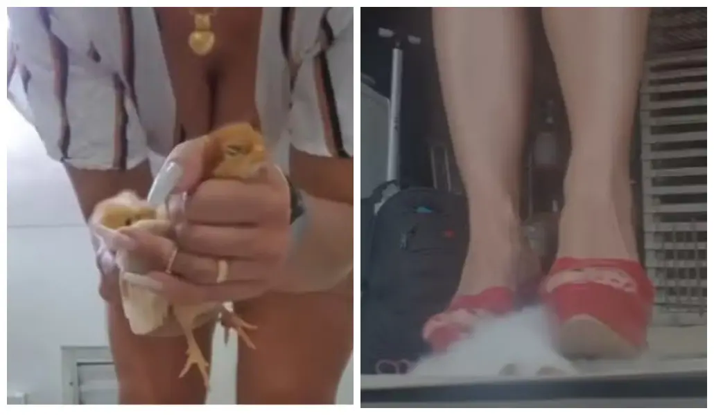 Imagem da notícia Suspeita de torturar e matar animais para vender vídeos é presa em São Paulo