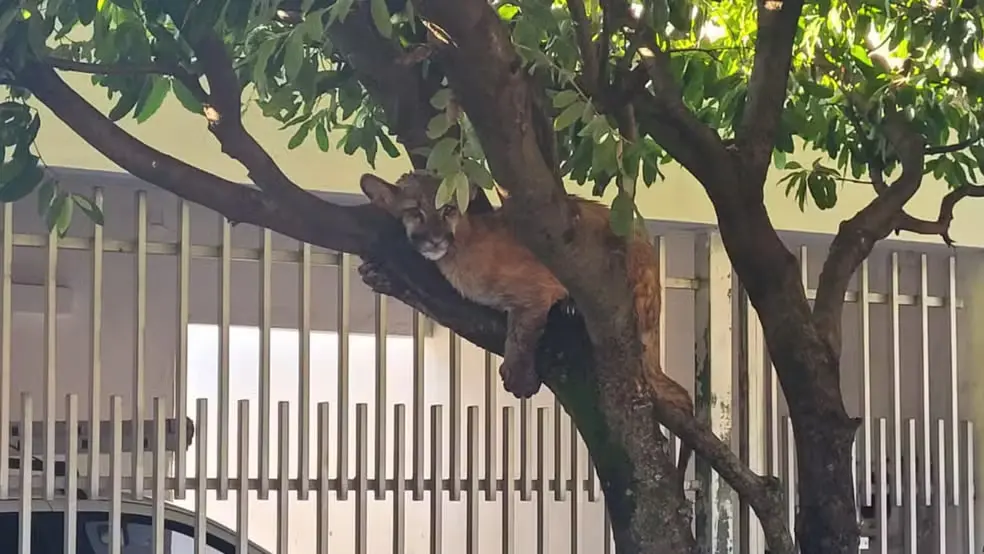 Filhote estava 'descansando' em frente a uma casa.