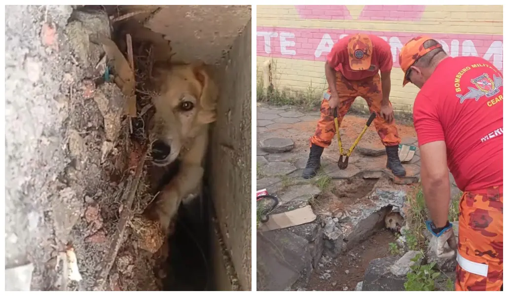 Cachorro resgatado.