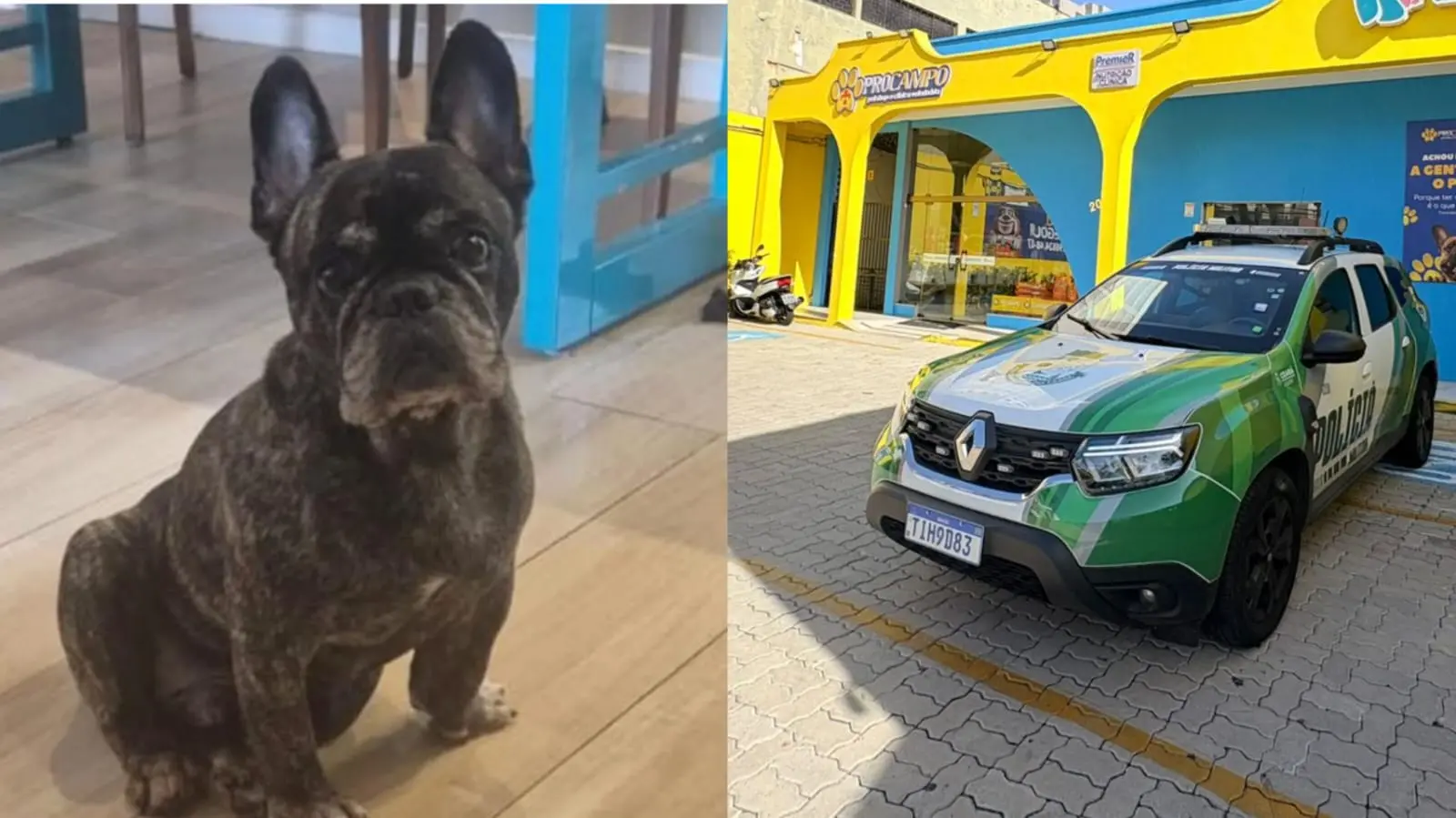 Morte de animal foi comunicada por funcionária. A polícia chegou ser acionada ao local.
