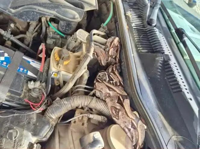 Imagem da notícia Jiboia de 1,5 metro é encontrada em motor de carro