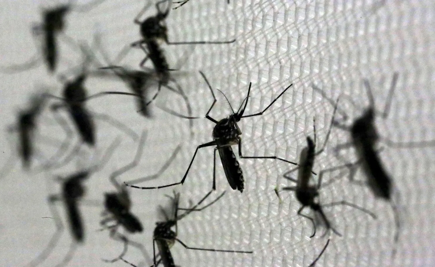 Silhuetas escuras e ampliadas de vários mosquitos Aedes aegypti parados sobre uma tela branca iluminada, dentro de um laboratório.
