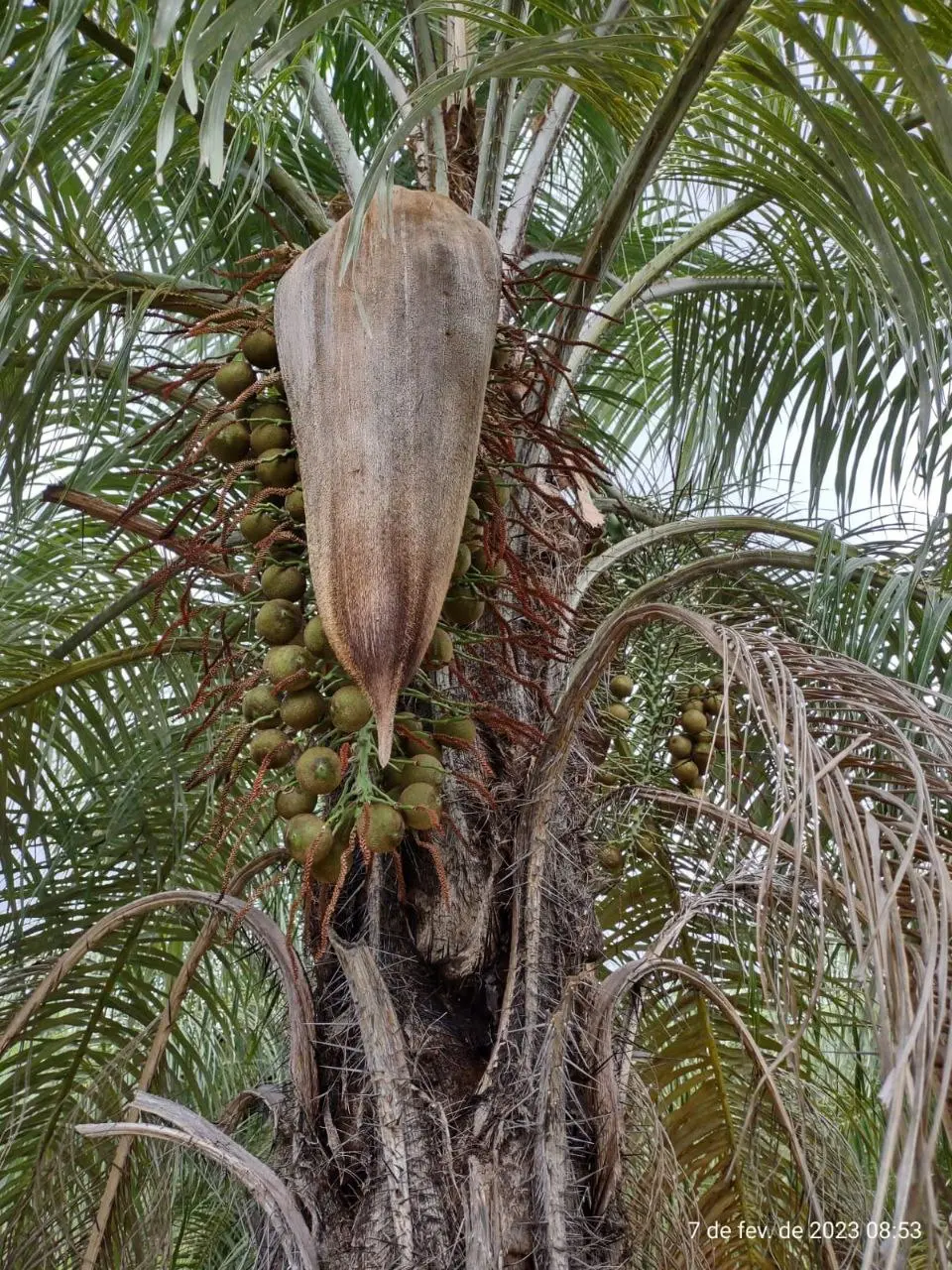 Foto de macaúba, espécie de planta nativa do Brasil, com frutos.