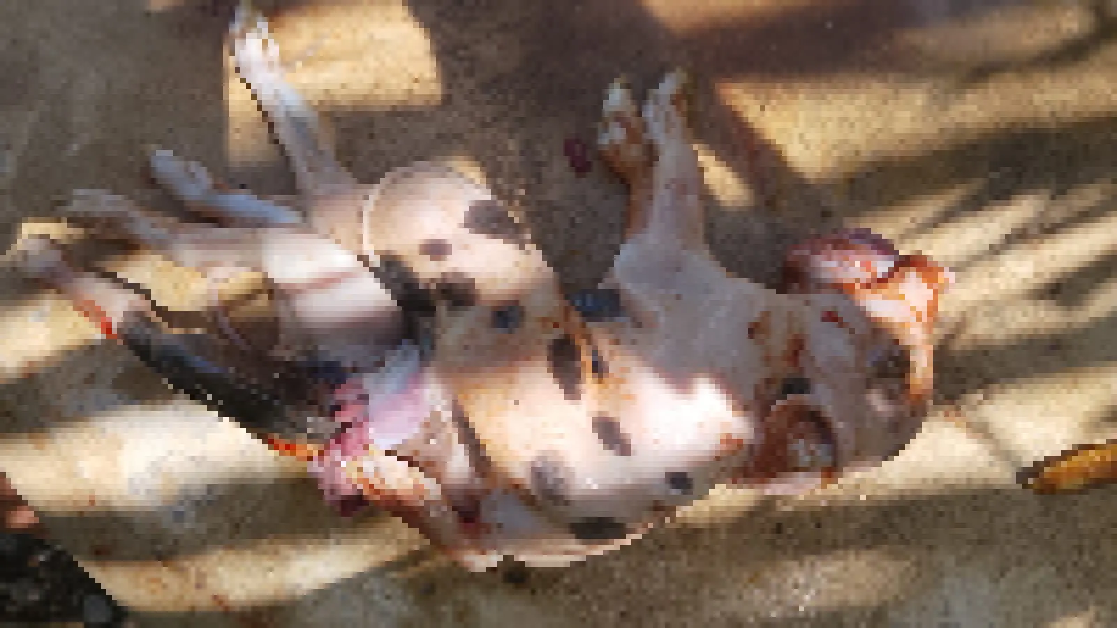 Foto de porco que nasceu com má-formação em Messejana, fortaleza.