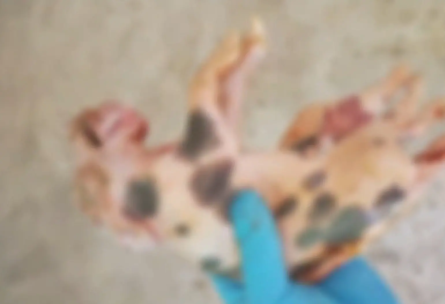 Imagem da notícia ‘Monstruosidade fetal isolada’: porco nasce com seis patas e dois quadris em Fortaleza