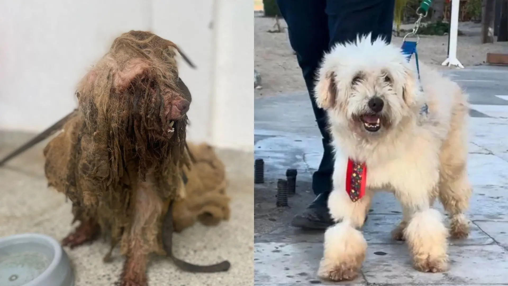 Comparação lado a lado de um cachorro com pelagem muito emaranhada e suja, antes e depois do banho e cuidados com a escovação, ficando com aparência mais limpa e macia.