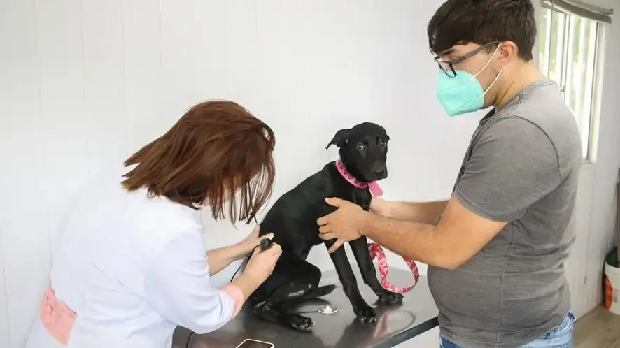 Foto de cachorro sendo atendido para ilustrar matéria sobre VetMóvel oferecer serviços veterinários gratuitos nos bairros Bom Jardim e Messejana.
