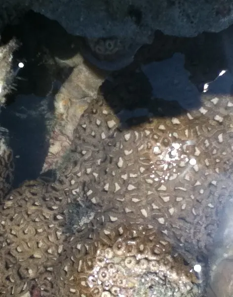 Imagem mostra zoantídeos do gênero Palythoa encontrados em praia do litoral do Ceará.