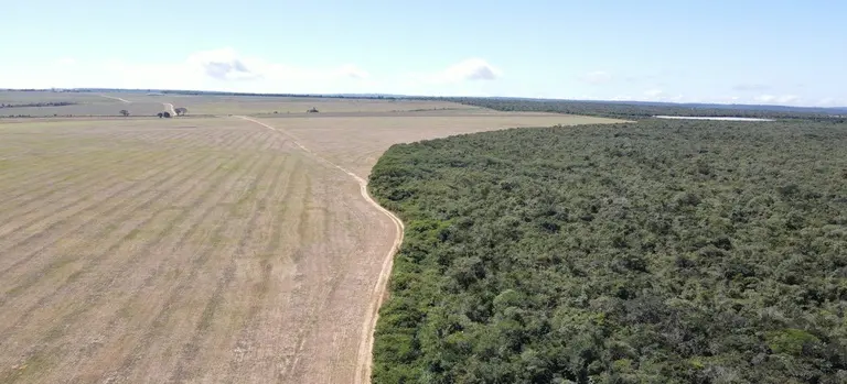 Imagem da notícia: Cultivo de soja em Mata Atlântica é flagrado pelo Ibama no CE e multas ultrapassam R$ 2 milhões