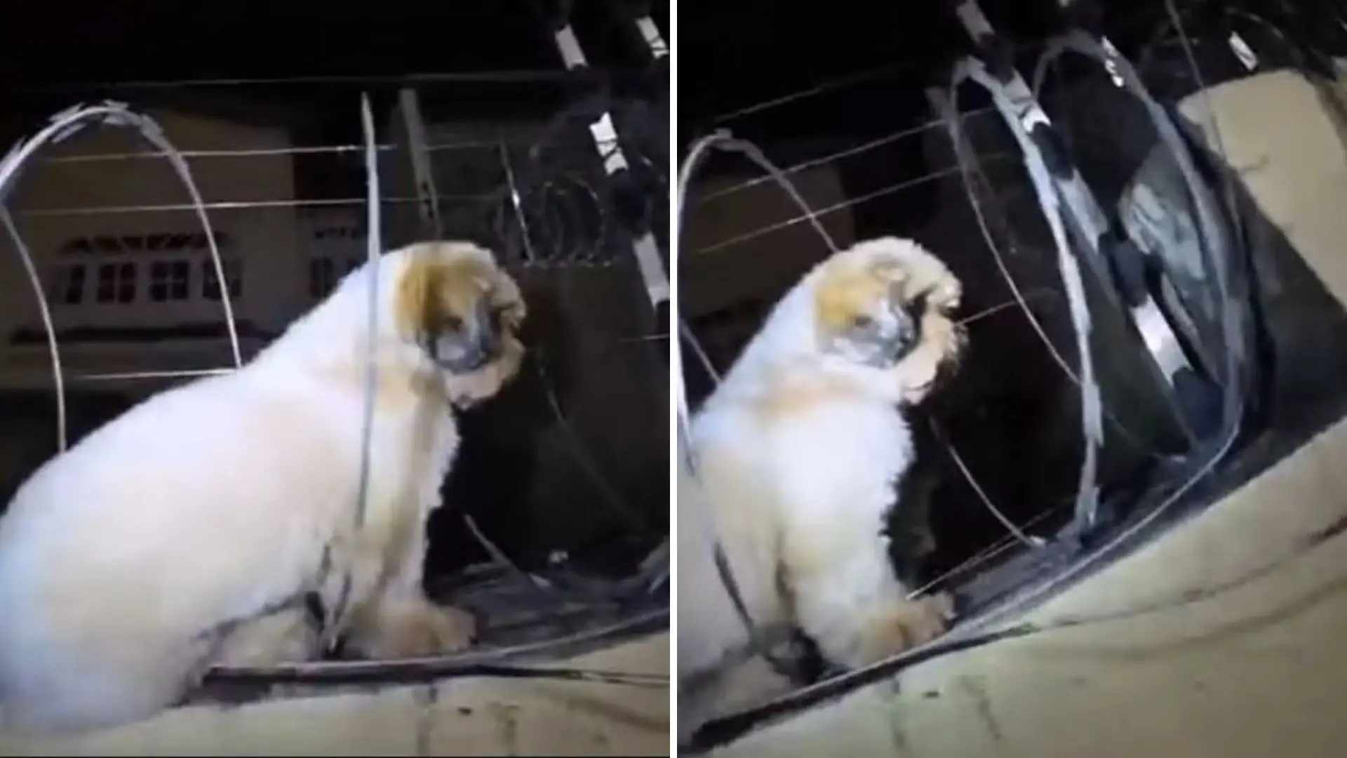 Imagem da notícia Cachorro é resgatado após ficar preso em cerca elétrica de residência, em Barbalha