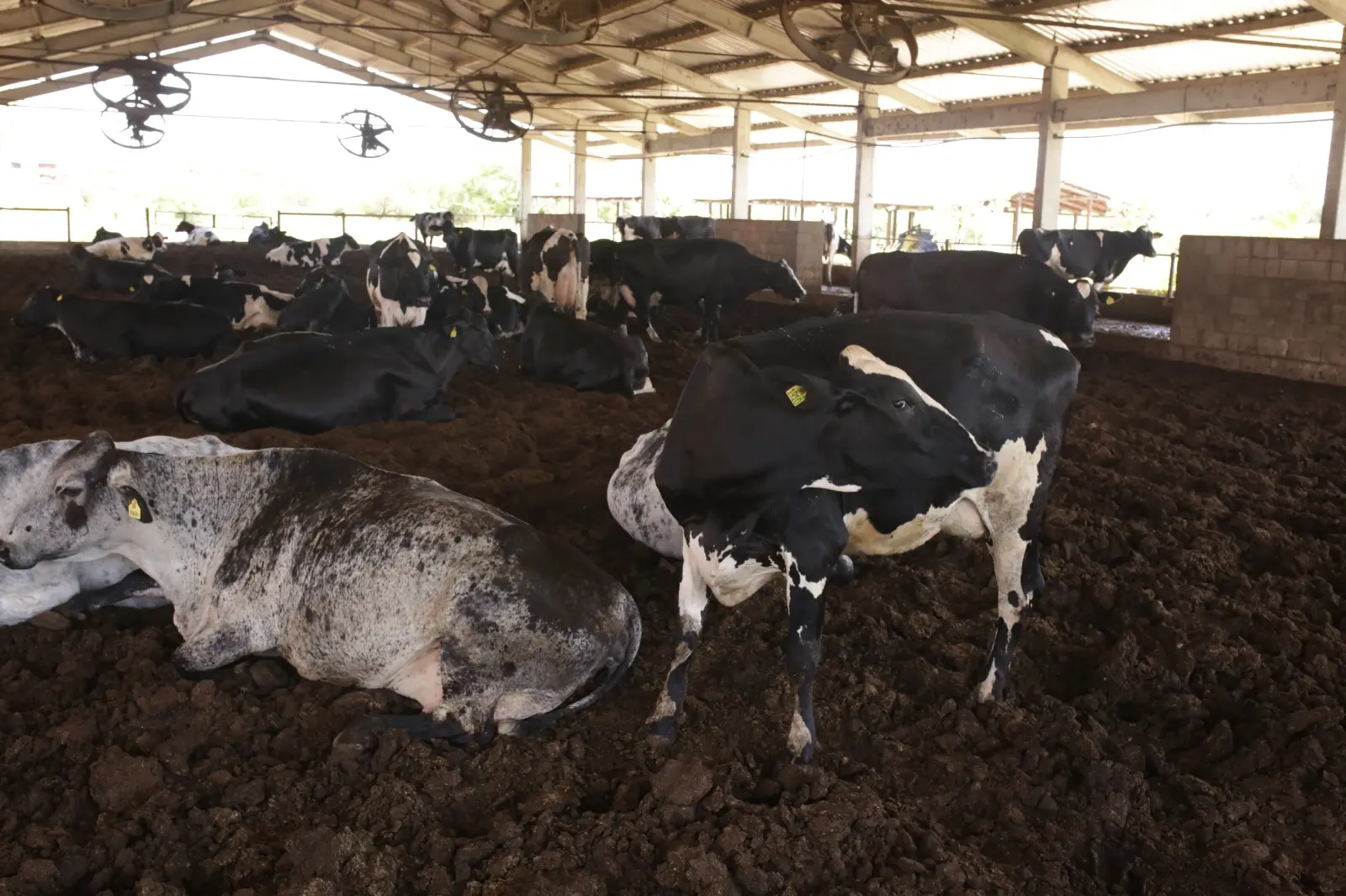 Imagem da notícia Produtor abandona plantio de arroz, processa 2 milhões de litros de leite e mira ordenha com IA