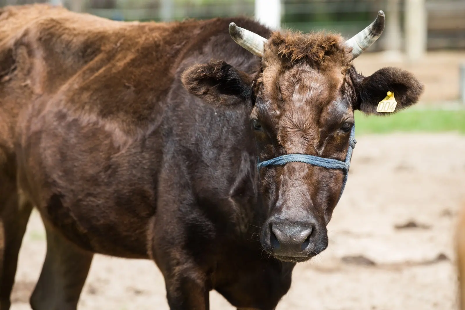 Foto que contém um boi da raça wagyu.