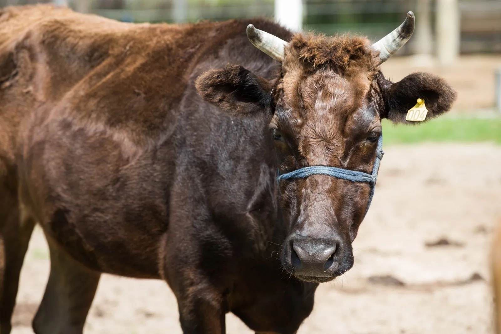 Uma das raças bovinas mais caras do mundo, wagyu já é criado no Ceará.