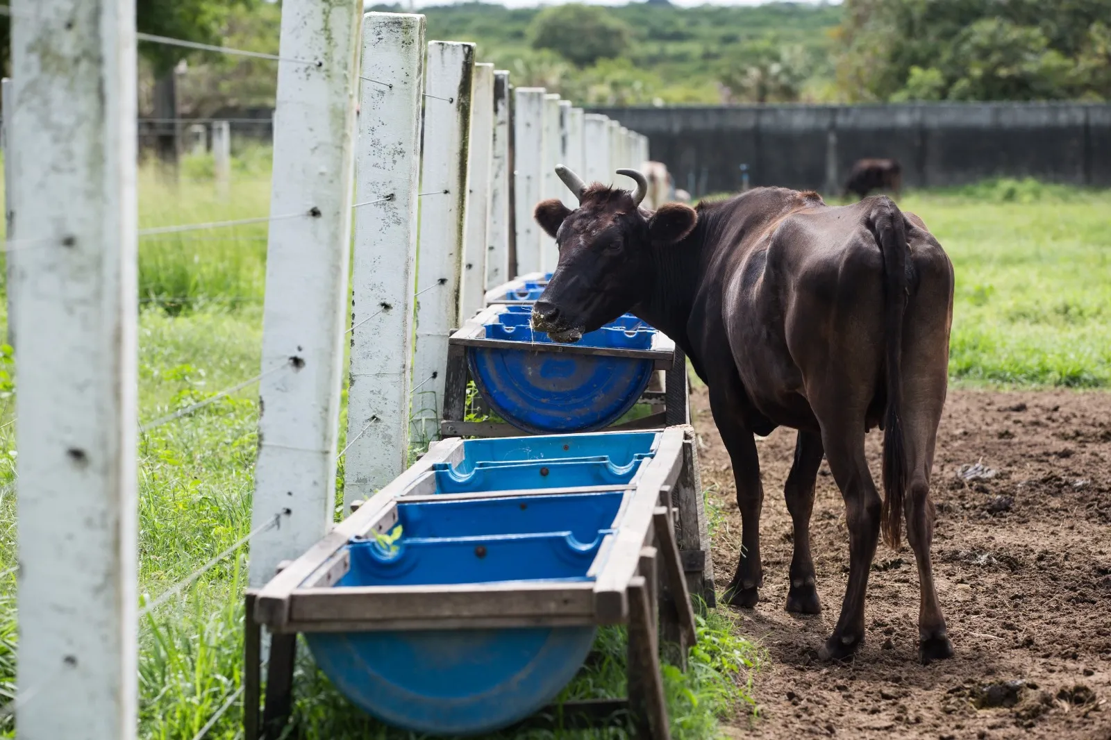 Animais são criados em condições adequadas de temperatura, hidratação e alimentação.