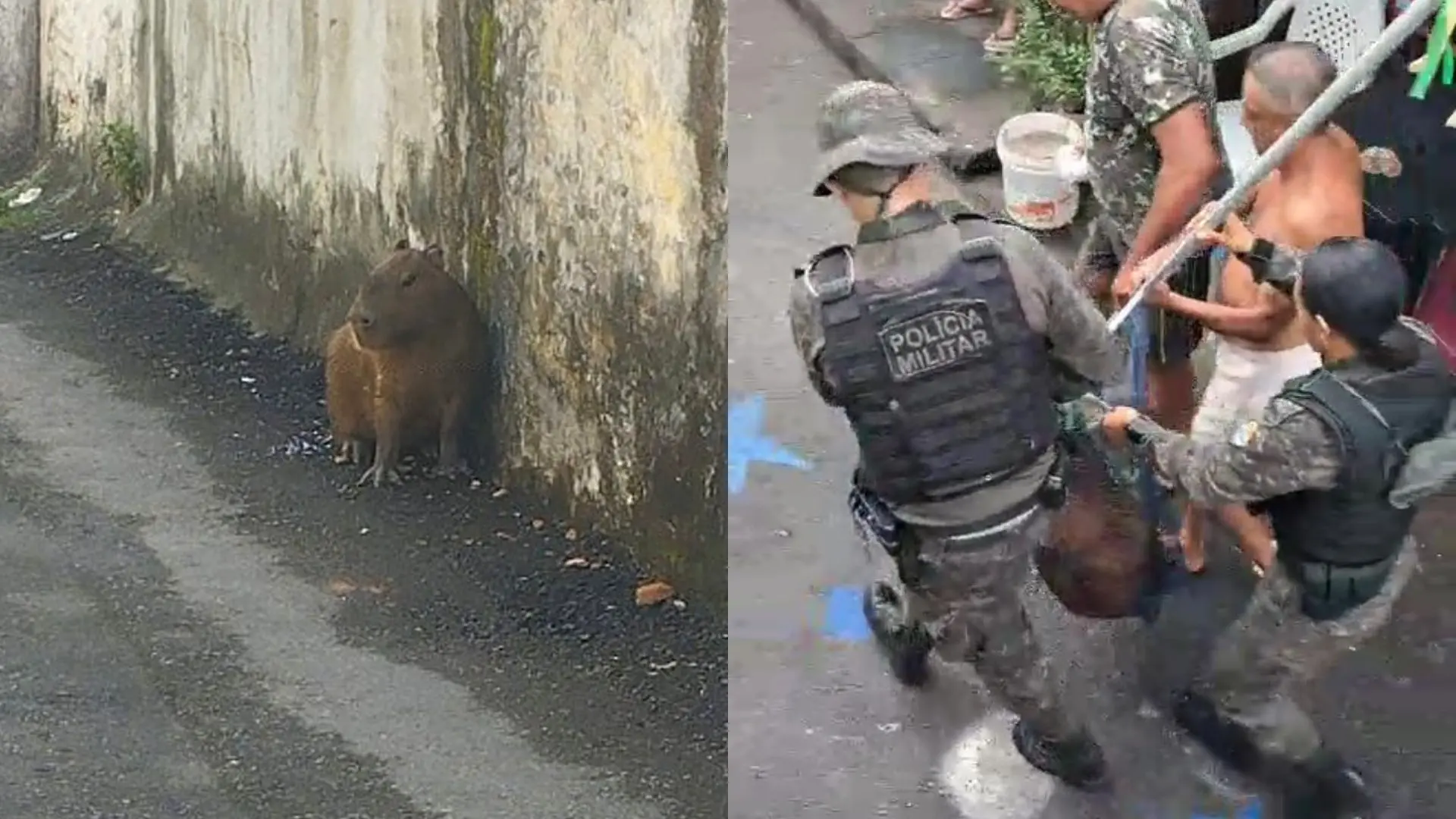 Imagem da notícia Capivara é resgatada dentro de bar no bairro Joaquim Távora, em Fortaleza