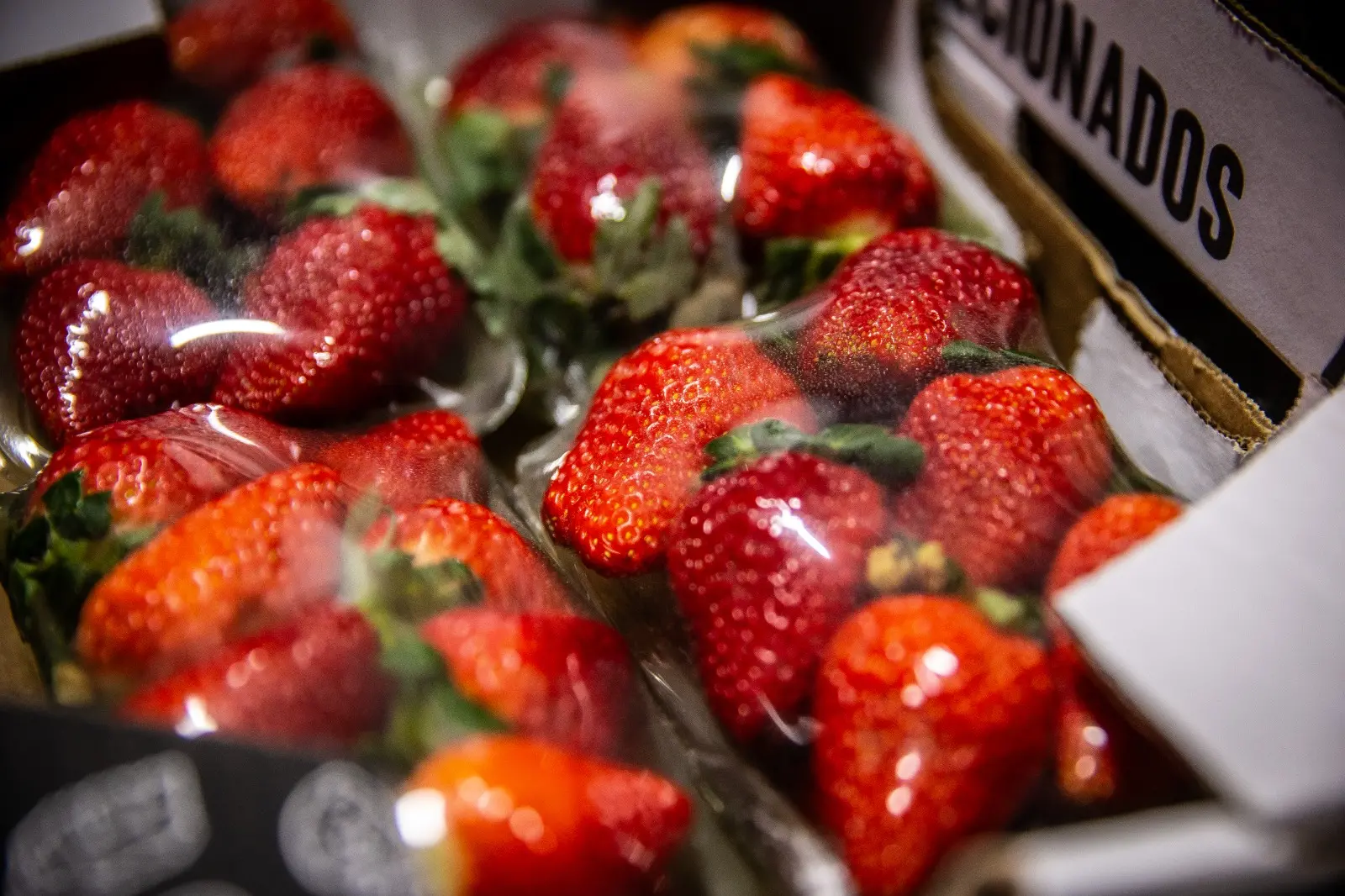 Empresa norte-americana vai testar plantio de frutas vermelhas na Chapada do Apodi