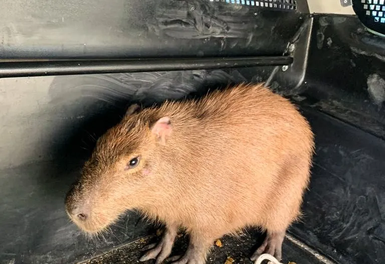 Capivara de 40 kg resgatada no bairro Praia do Futuro, em Fortaleza, em 2023.