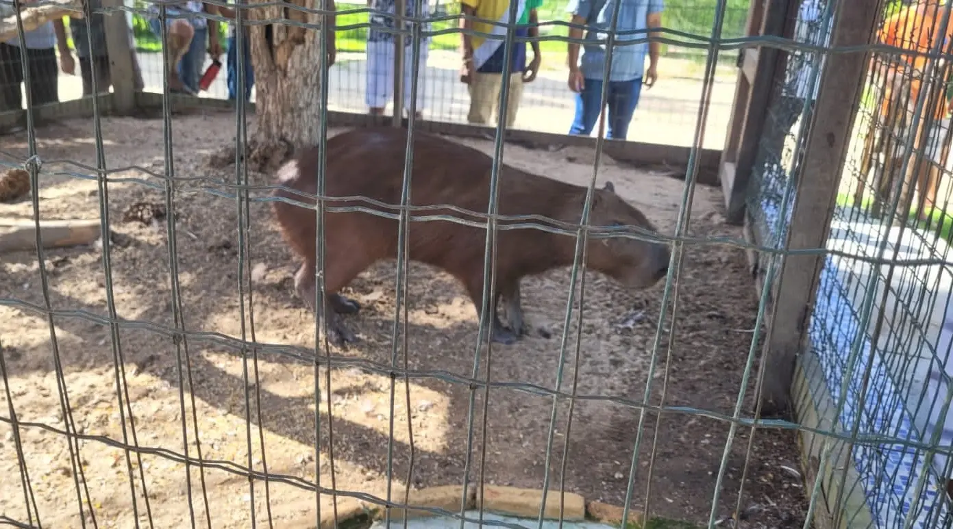 Uma capivara resgatada está em pé no chão de terra e cascalho dentro de uma gaiola de malha de arame. O animal marrom-escuro está virado para a direita da câmera, com seu corpo inteiro visível através da grade. A gaiola tem uma estrutura de madeira no fundo e pessoas podem ser vistas do lado de fora na parte superior, observando o animal.