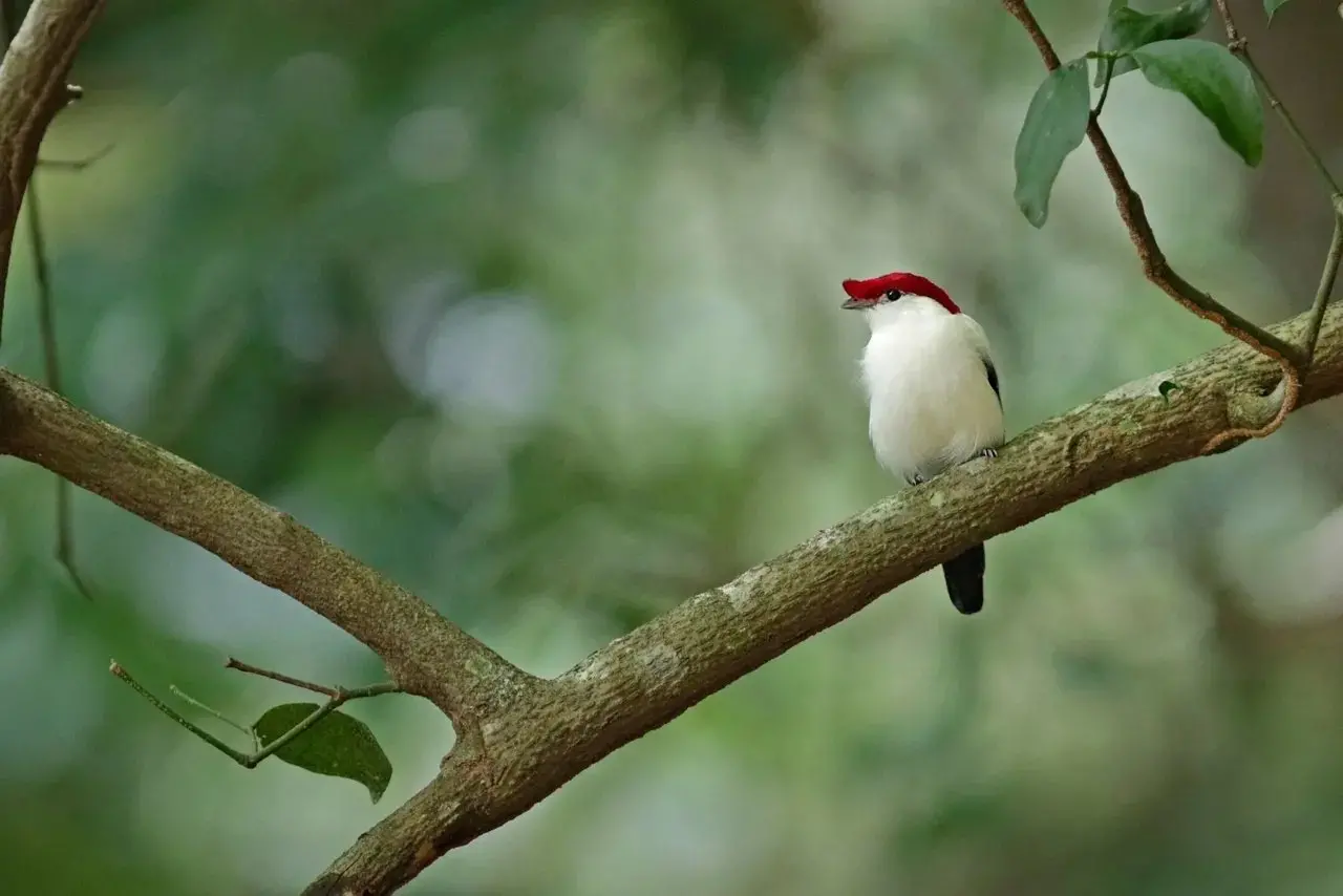 Imagem da notícia Soldadinho-do-araripe tem ameaça de extinção reduzida em lista nacional e mudança gera divergências