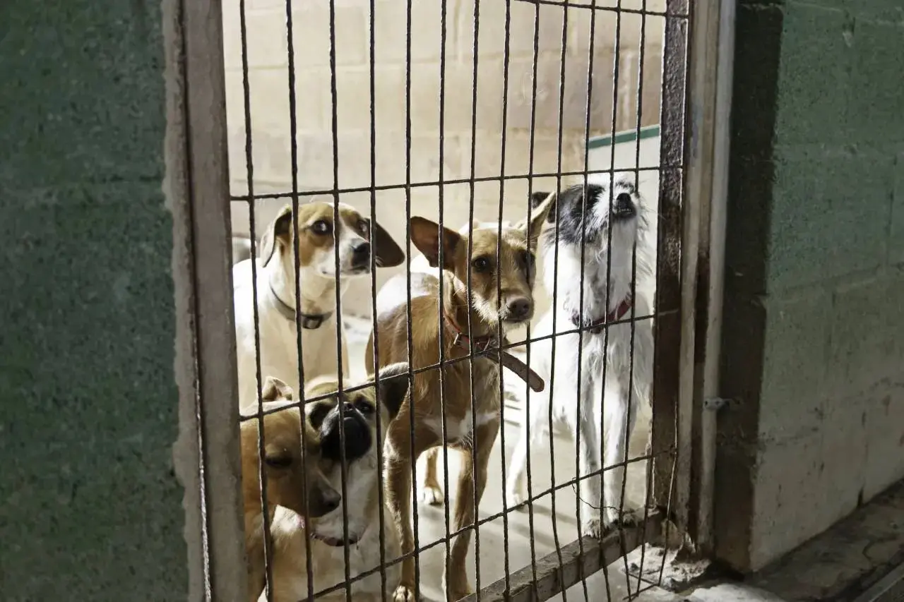 Imagem da notícia TJCE determina que plataformas digitais removam conteúdos de maus-tratos a animais