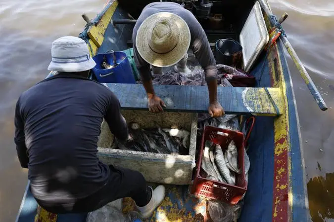 Pescadores organizam peixes em um barco.