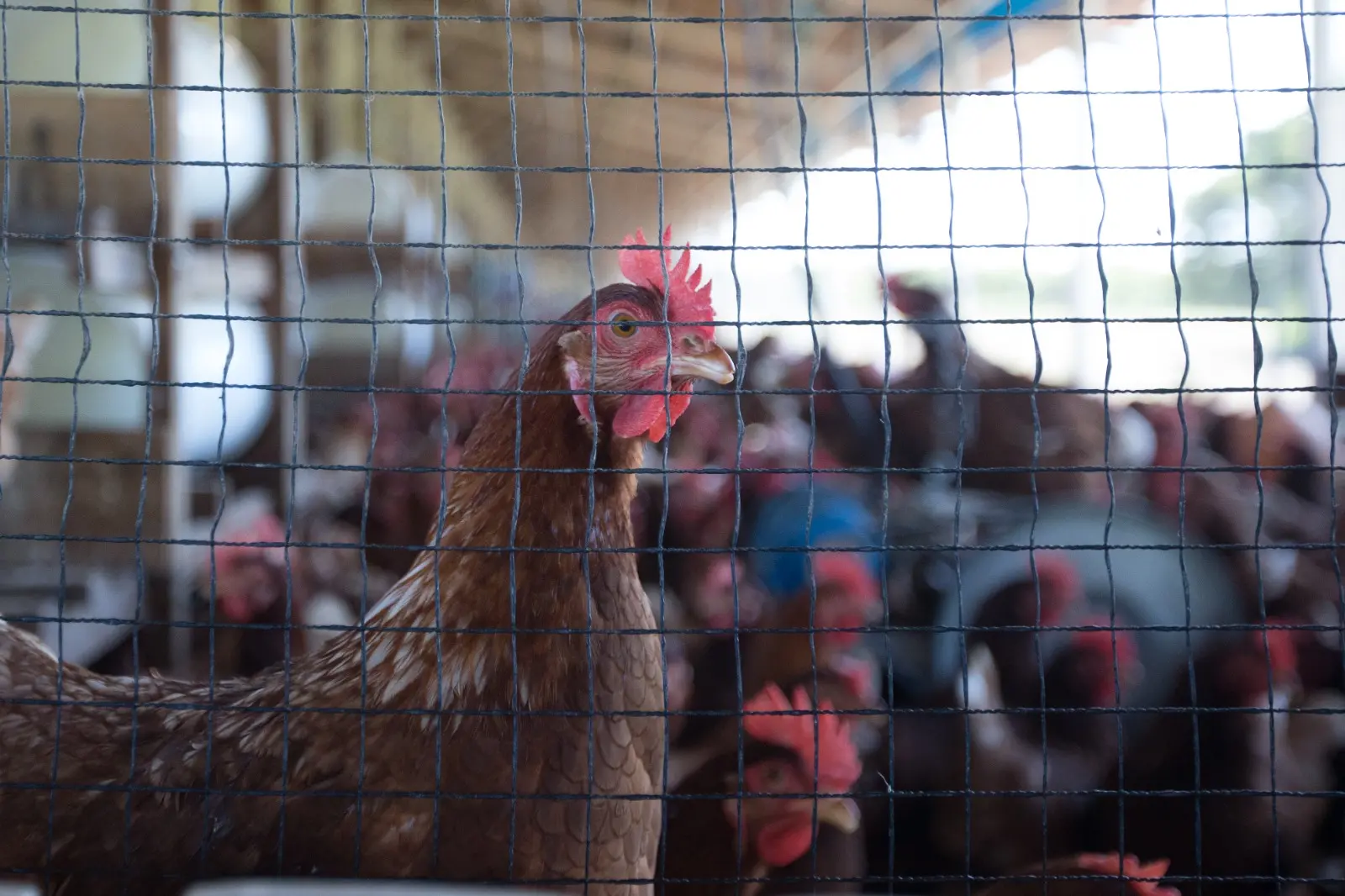 Imagem da notícia Abatedouro clandestino de aves é interditado em Eusébio após denúncia e fiscalização