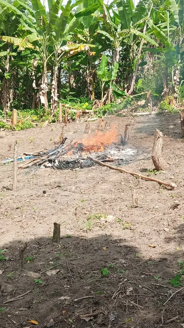 Imagem da notícia Nova plantação de maconha é localizada e destruída no Ceará