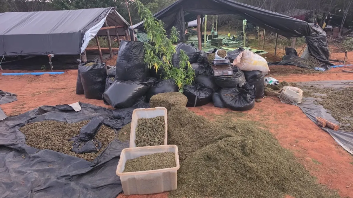 Plantação equivalente a quatro campos de futebol do Castelão foi encontrada em 25 de junho.
