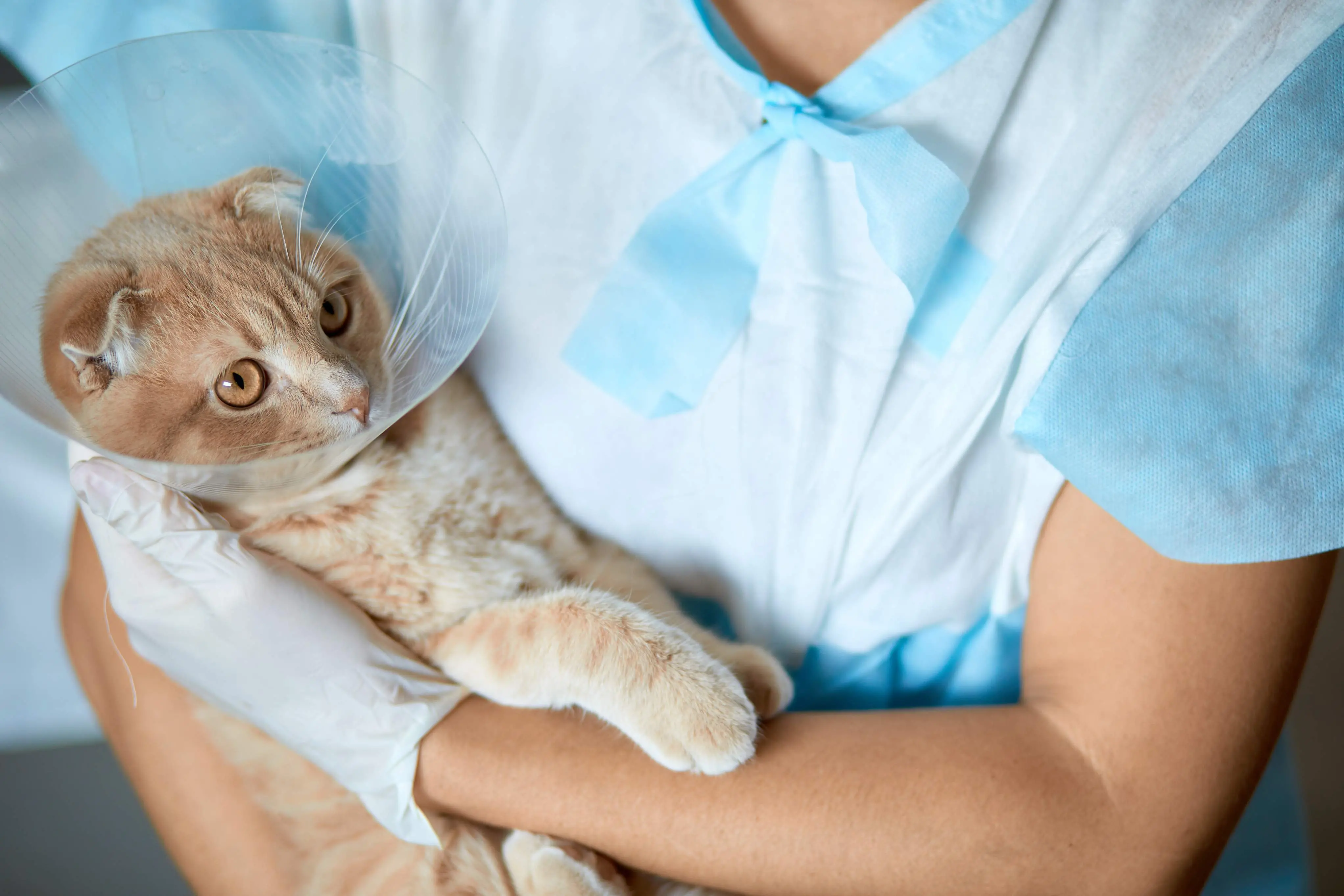 Imagem da notícia Fortaleza terá mutirão gratuito para castração e atendimento veterinário de cães e gatos