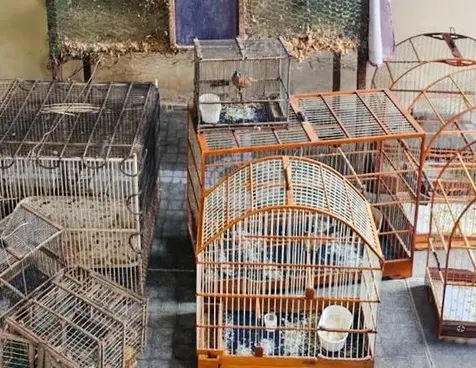 Imagem da notícia PF faz operação contra caça ilegal de animais silvestres em Canindé, no Ceará