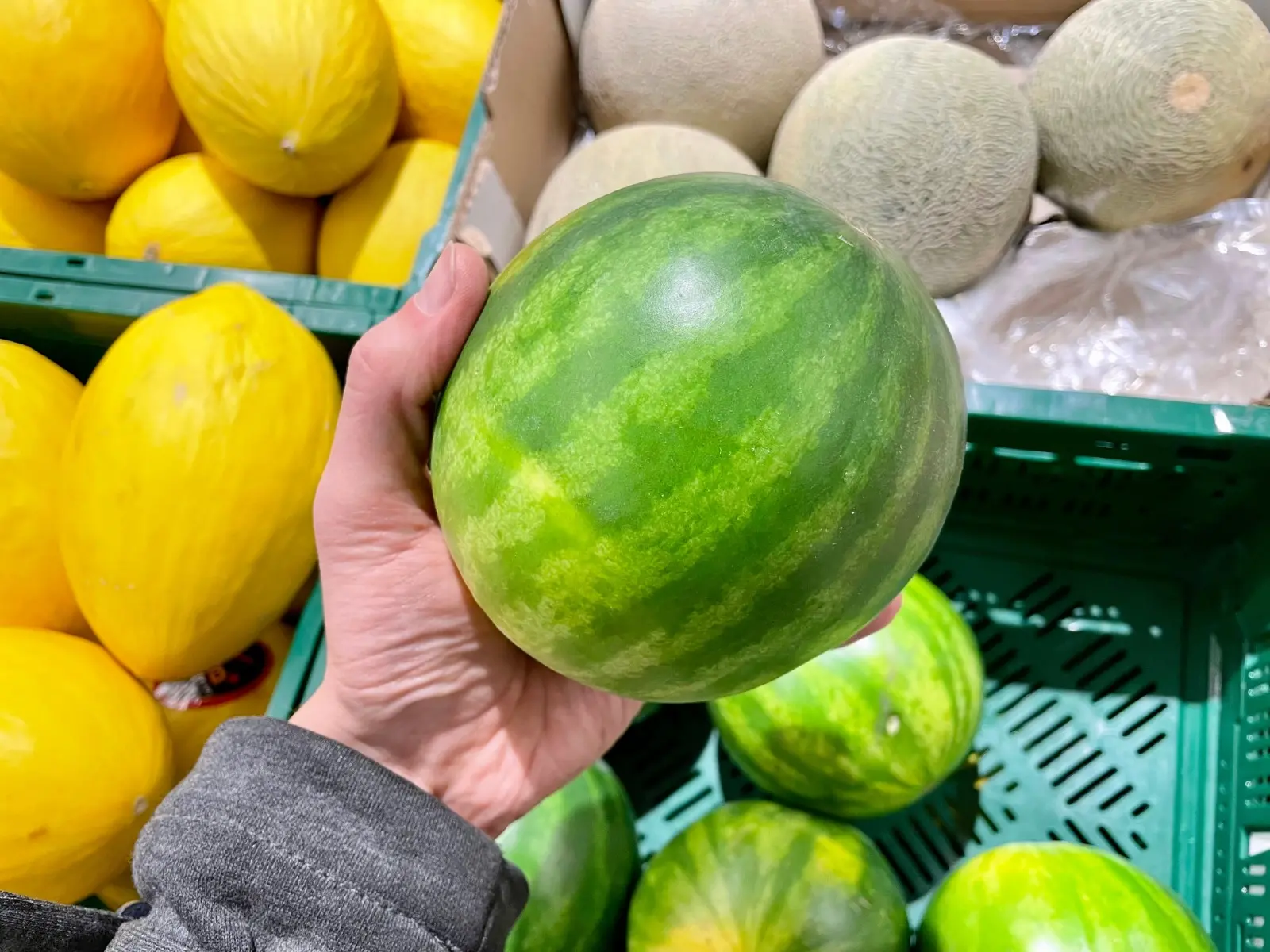 Imagem da notícia Por que a produção de minimelancia sem semente virou a nova aposta do mercado no Ceará?